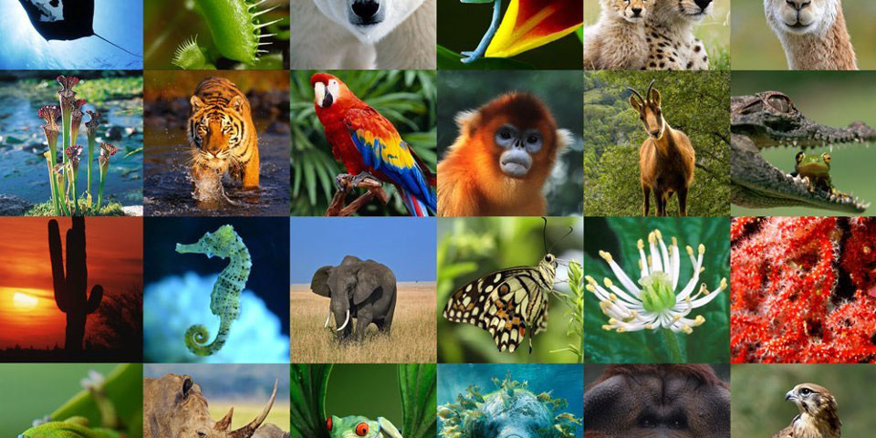 Apa itu biodiversiti